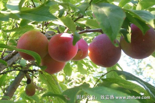 什么时候什么时候成熟？种植的特点是什么