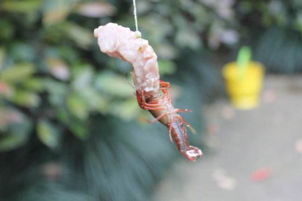 花龙虾一斤多少钱?龙虾有哪些种类