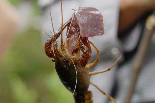 澳大利亚龙虾养殖需要投资多少？养殖有哪些优势