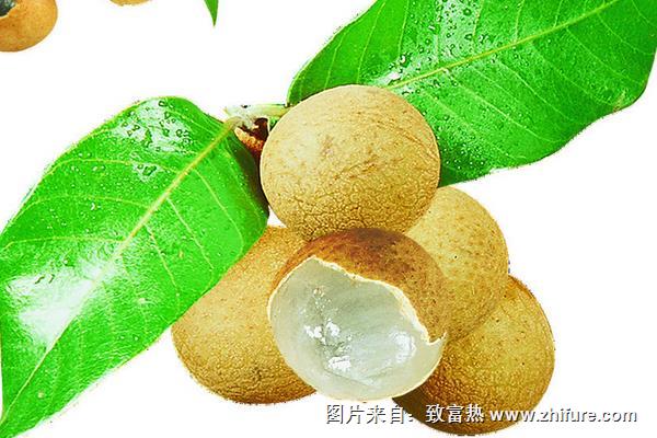 龙眼种植管理技术