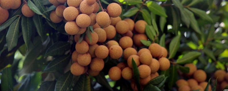 龙眼苗的价格及种植方法