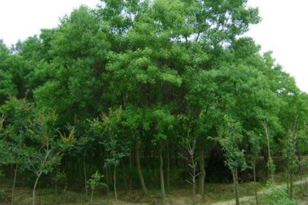 栾树种子如何收获？有哪些育苗方法