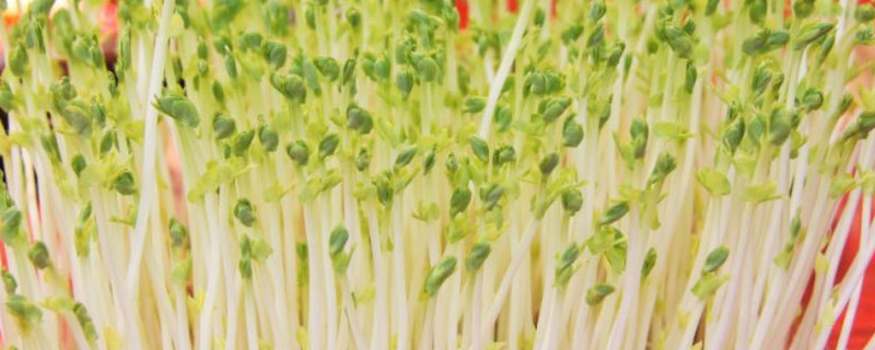 绿豆种子价格及种植方法