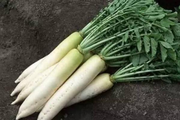 介绍了六种常见萝卜品种及其特点