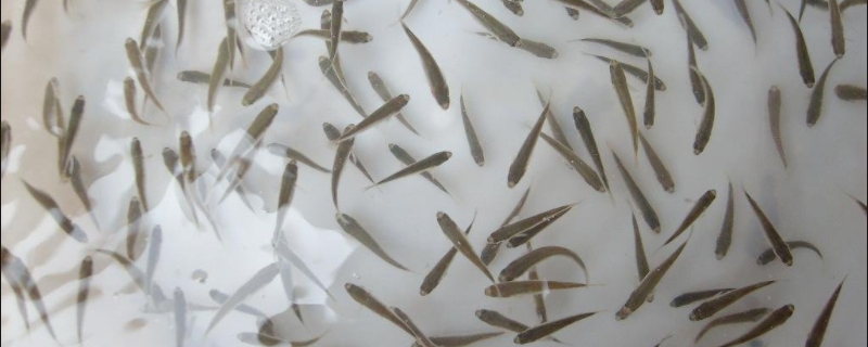 种植罗汉果的前景如何？罗汉果种植效益分析
