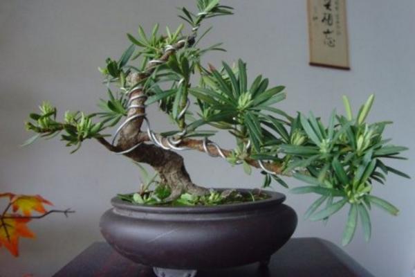 如何选择罗汉松种子？有哪些育苗方法