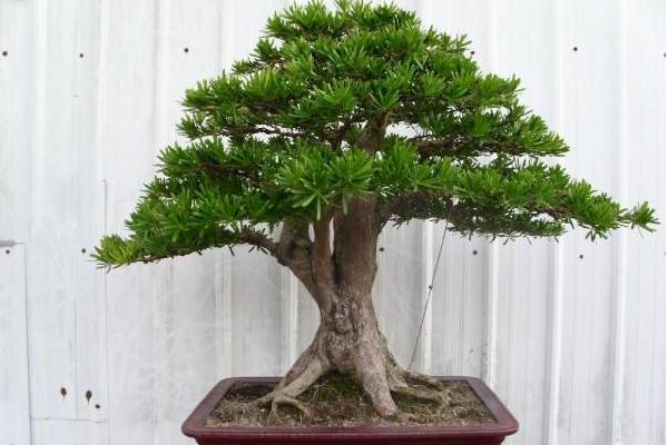 罗汉松有哪些品种?介绍了罗汉松各品种的价格和特点