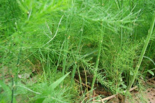 种植芦笋的前景如何？种植芦笋的时间和方法