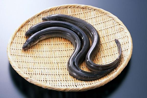 室内养殖鳗鱼的方法有哪些