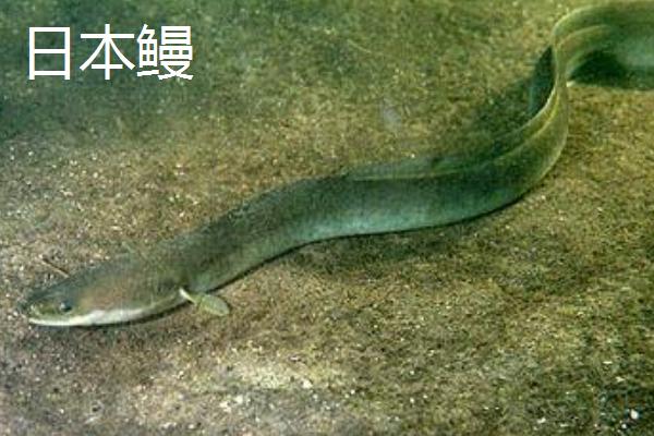 鳗鱼的价格是多少？和鳗鱼有什么区别？(附养殖前景和技术)