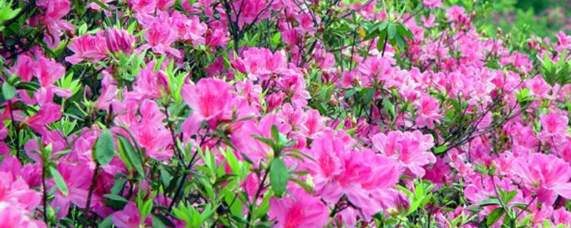什么时候开花