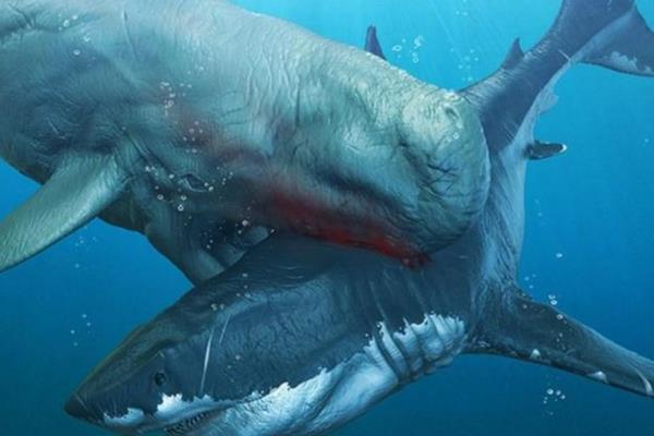 梅尔维尔鲸有多大