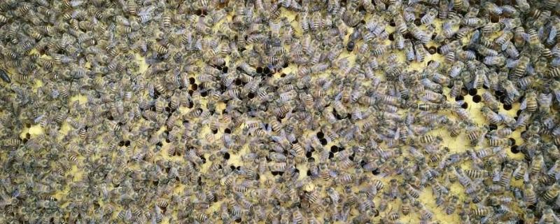 一次吃饱蜜蜂能维持多少天
