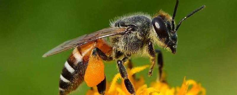 养蜜蜂需要多少钱？介绍蜜蜂的养殖成本和利润