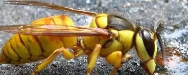 蜜蜂都死在箱子里怎么回事