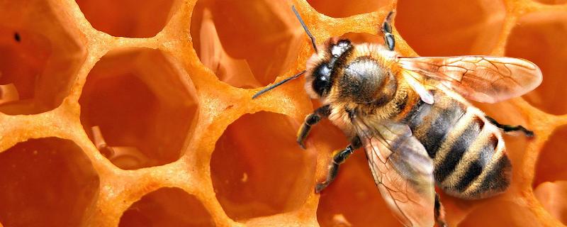 什么是蜂胶