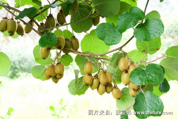 猕猴桃主要产于中国哪些省份？猕猴桃种什么品种好