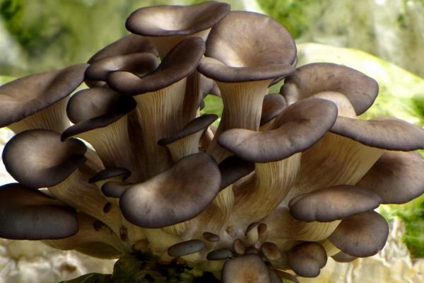 如何种植蘑菇？栽培要点是什么