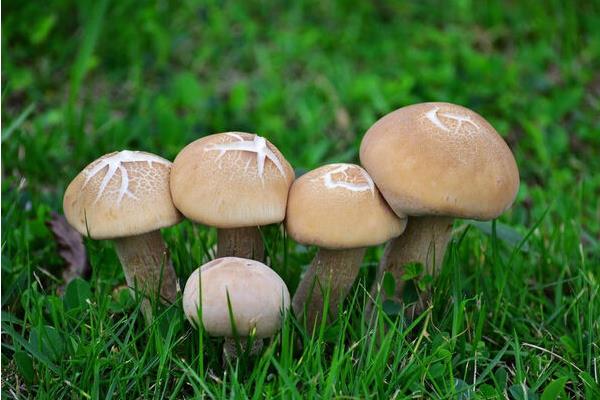 中国哪个品种的蘑菇最好？这五个品种不容错过