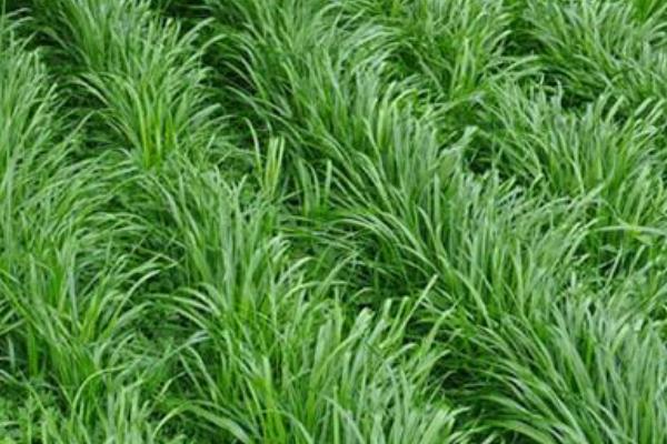 一斤高丹草种子多少钱？多年生或一年生牧草