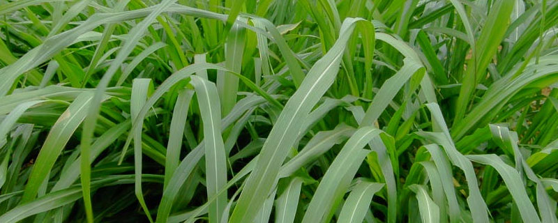 养兔子哪种牧草比较好