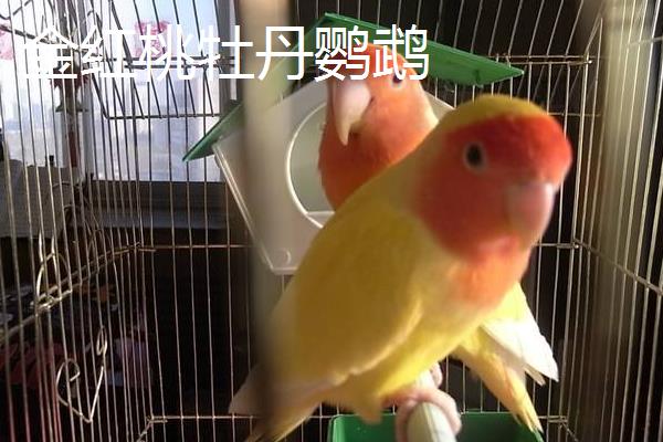 牡丹鹦鹉是如何繁殖的