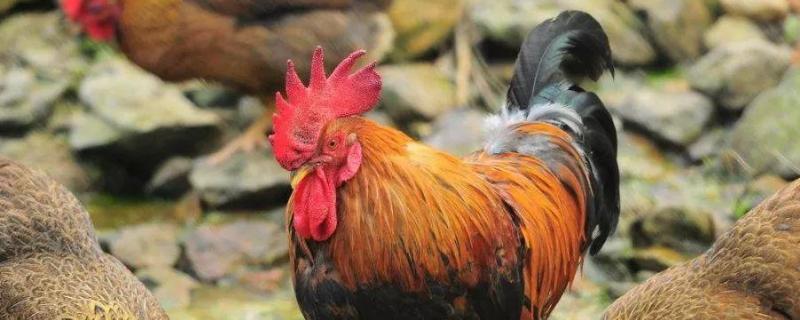 一只母鸡重多少公斤