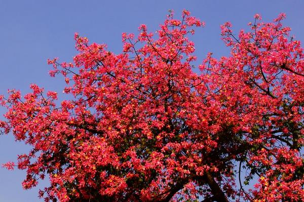 常见病虫害及木棉防治