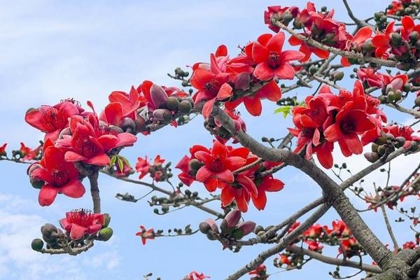 种植木棉的方法