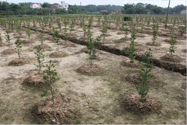 紫荆花和异木棉的区别