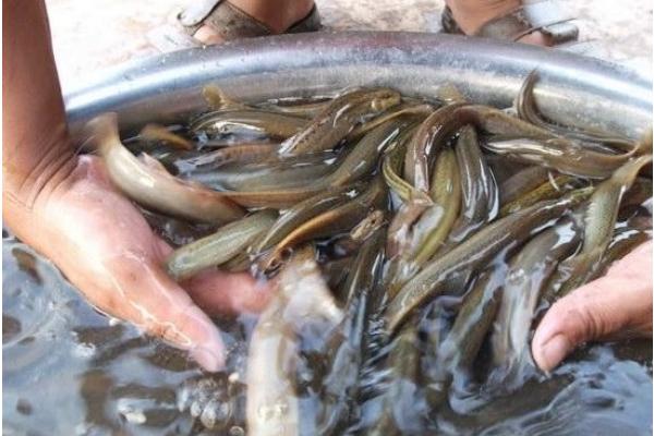 泥鳅苗在二色中有什么特点？泥鳅能长多大