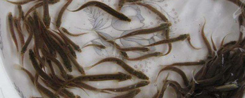 泥鳅怎么养?泥鳅科学养殖要点