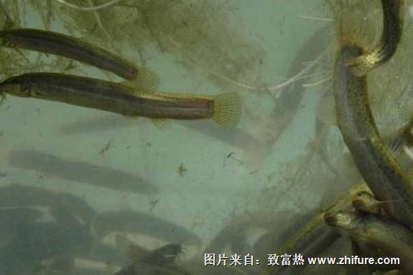 养泥鳅赚钱