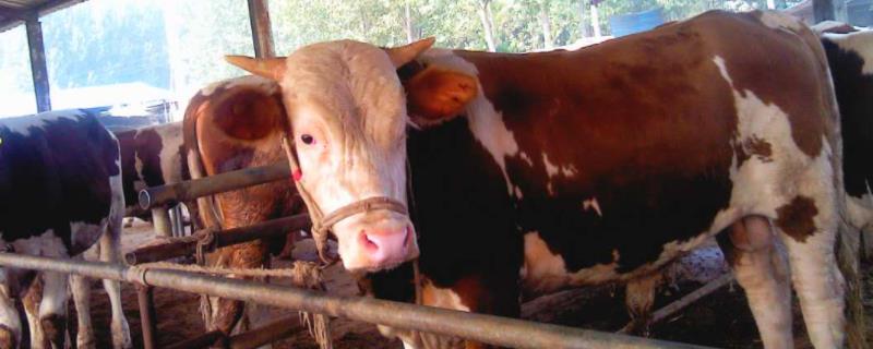 防治牛农药中毒的方法