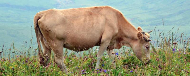 摩拉水牛一年能长多少斤