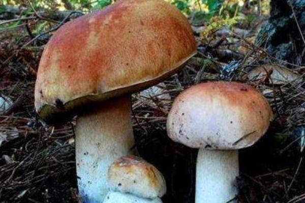 牛肝菌能保存多久