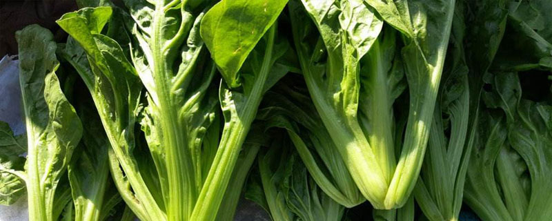 哪里有卖牛皮菜种子的？有哪些育苗方法