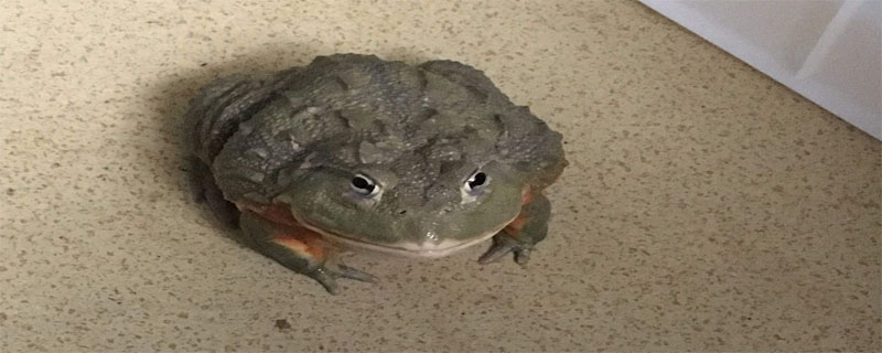 食用蛙有哪些种类