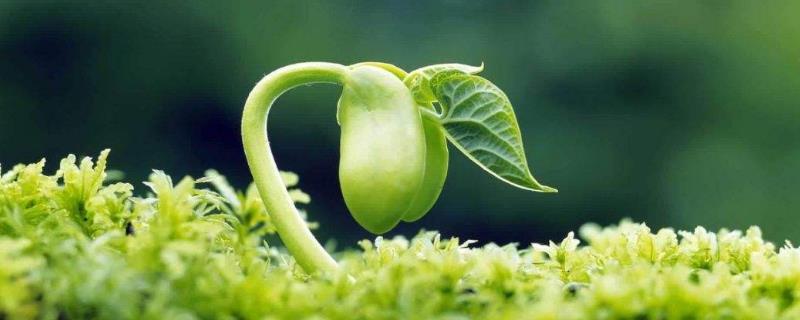 防治蟋蟀和蜗牛有哪些技巧和方法
