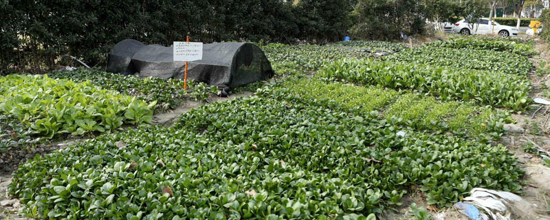 豌豆在中国的主要产地分布在哪里