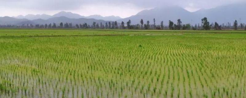 农村承包户纷纷退租，土地流转难，主要有两个原因