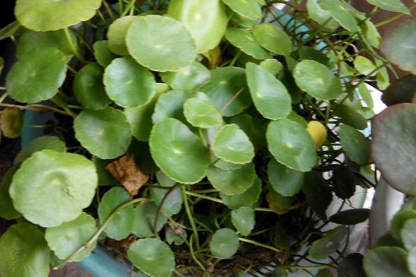 什么土种植益母草