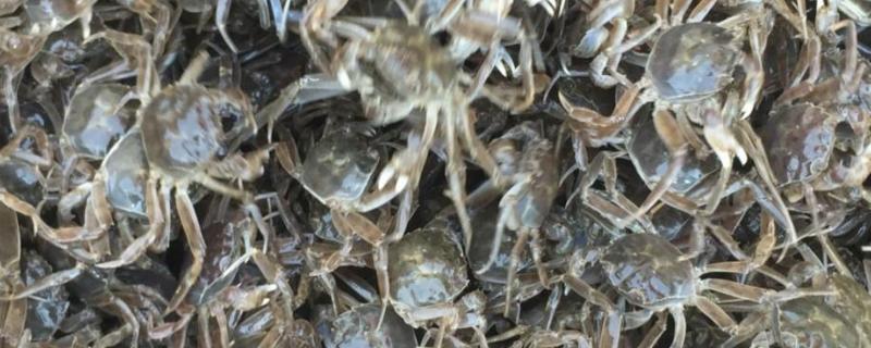 螃蟹的种类和名称