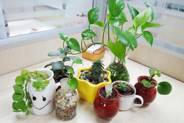芦笋栽培管理技术