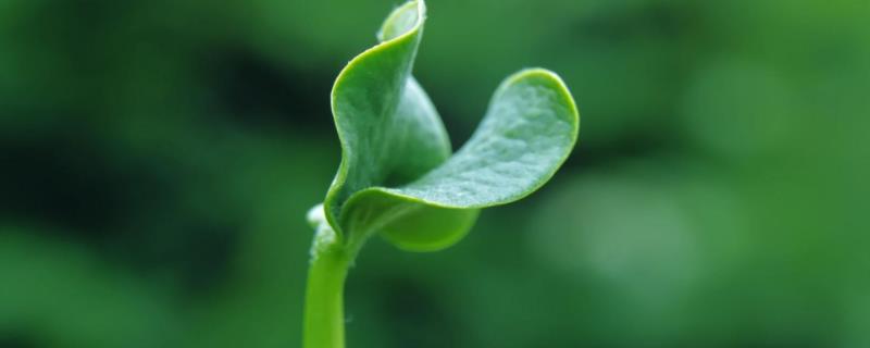 盆栽火棘树一般多少钱？这种植物容易饲养吗