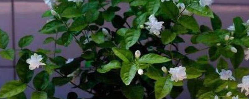 如何种植花盆菠萝