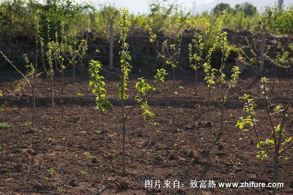 红富士苹果的产地在哪里