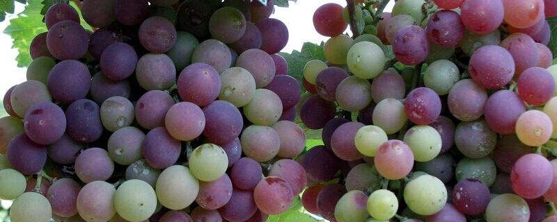 在四川西昌种植葡萄热，要不要去西昌种植葡萄