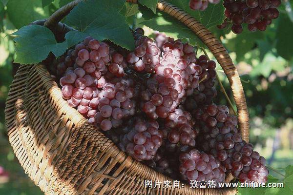 清王葡萄产地在哪里？品种有什么特点
