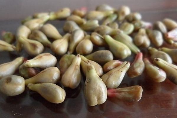 新疆小红杏几月成熟上市？新疆的产地在哪里